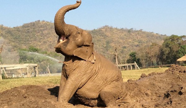Sook Sai. Used with permission from Elephant Nature Park in Thailand